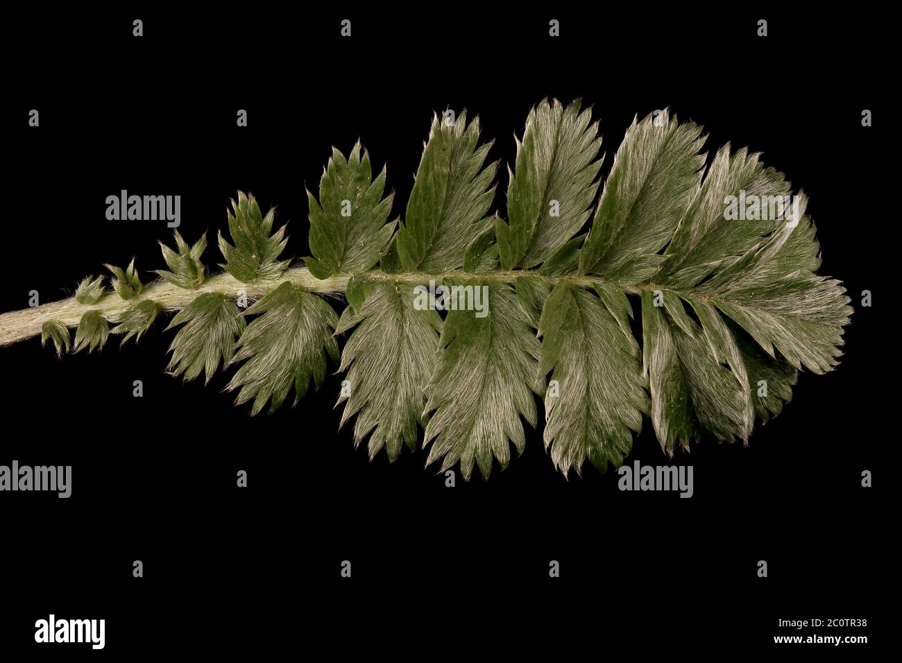 Silverweed (Potentilla anserina). Leaf Closeup Stock Photo