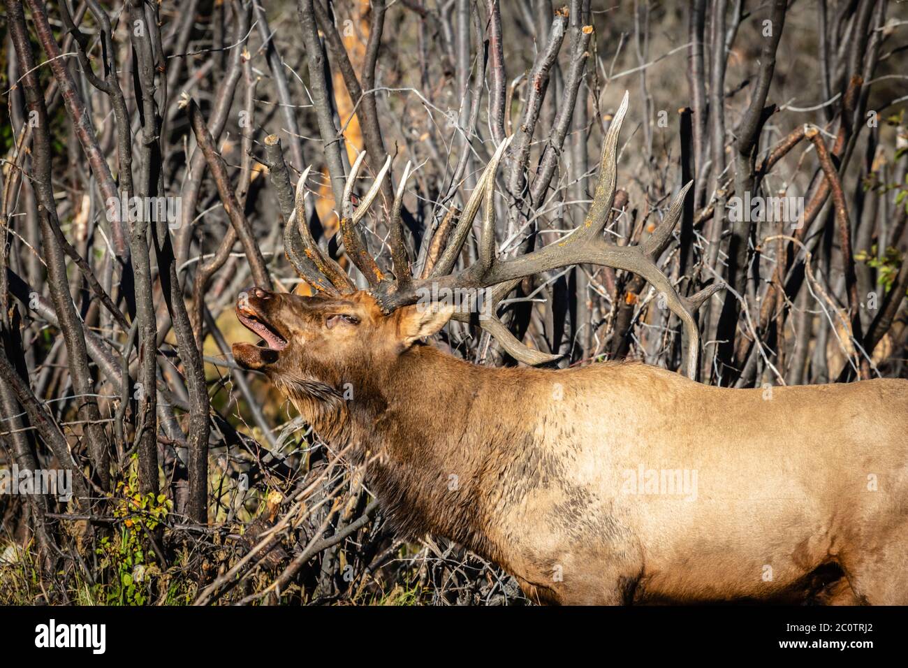 Rocky Mountain Bull Elk bugling to his cows Stock Photo