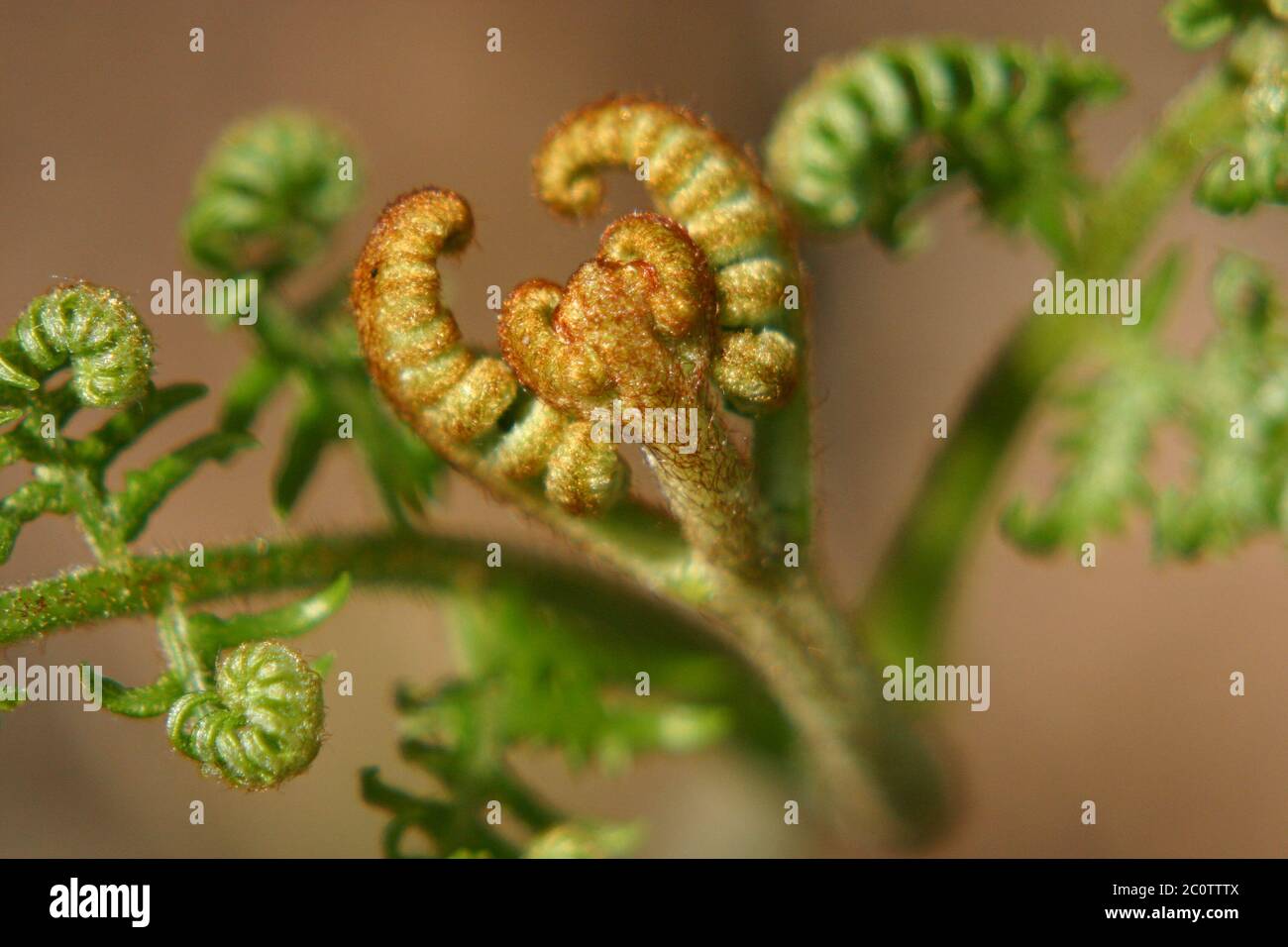 worm fern Stock Photo