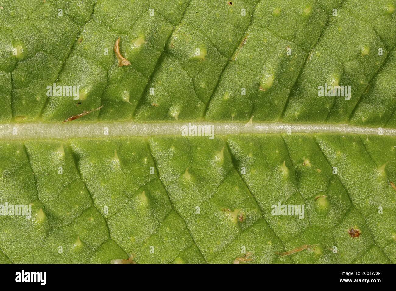 Wild Teasel (Dipsacus fullonum). Leaf Detail Closeup Stock Photo