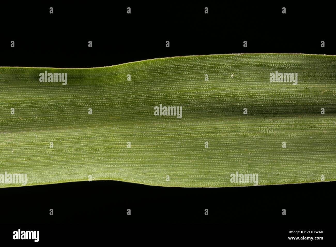 Yellow Bristle Grass (Setaria pumila). Leaf Detail Closeup Stock Photo