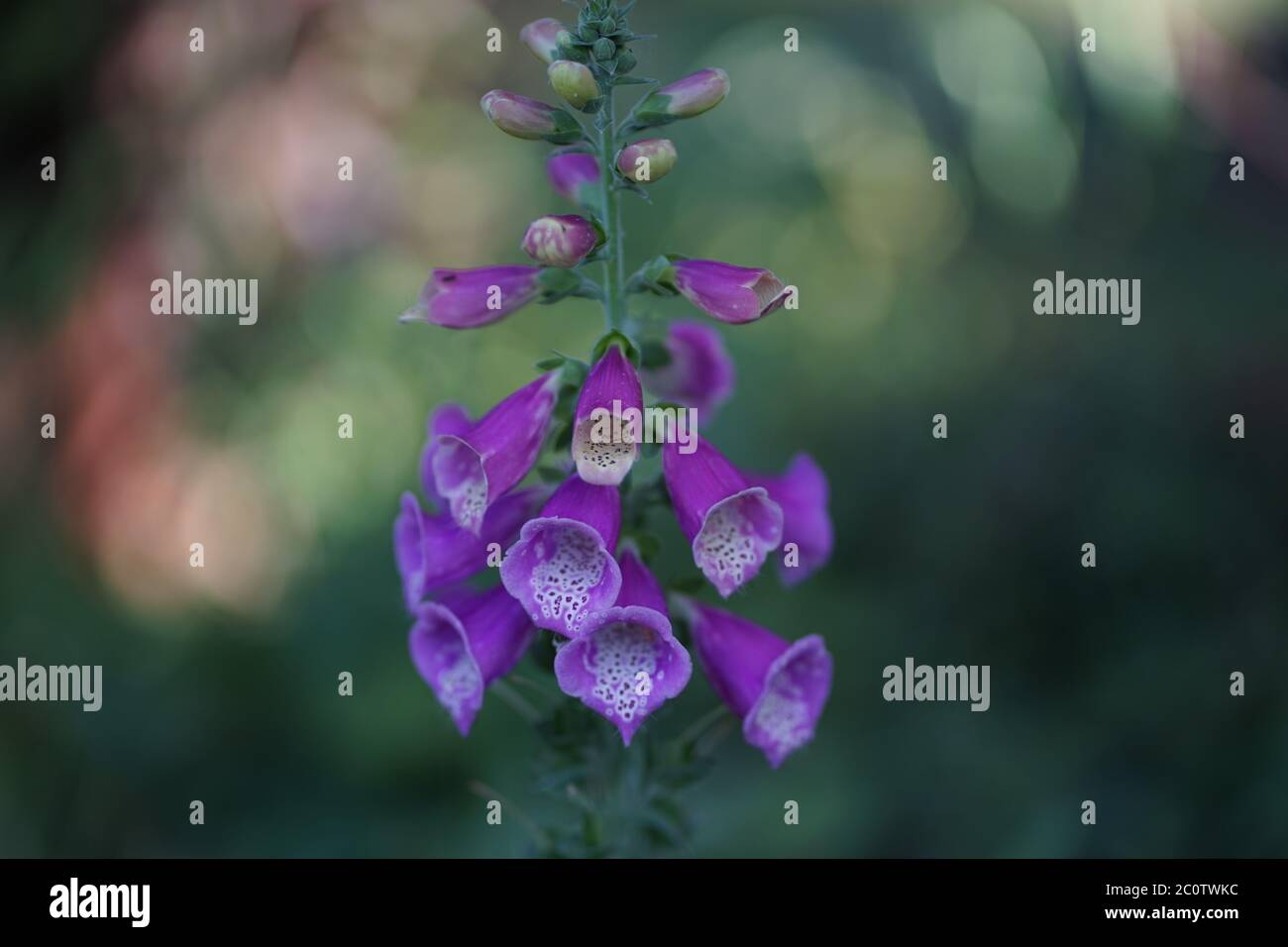 Digoxin hi-res stock photography and images - Alamy