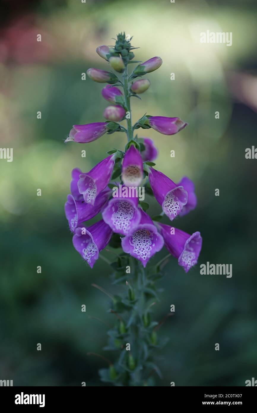 Source of digoxin medicine hi-res stock photography and images - Alamy