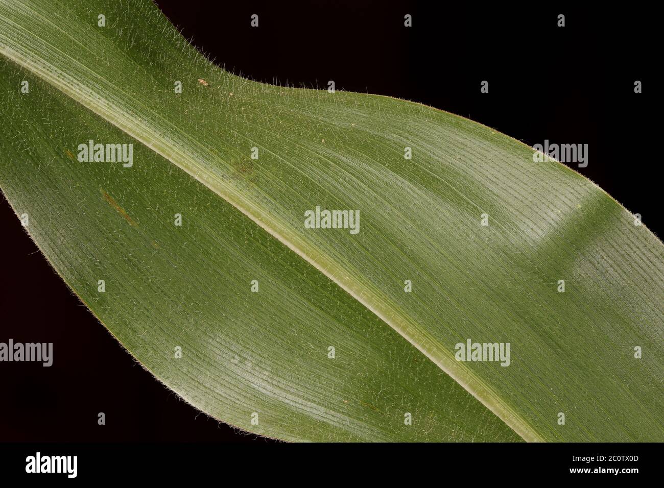 Maize (Zea mays). Leaf Detail Closeup Stock Photo Alamy