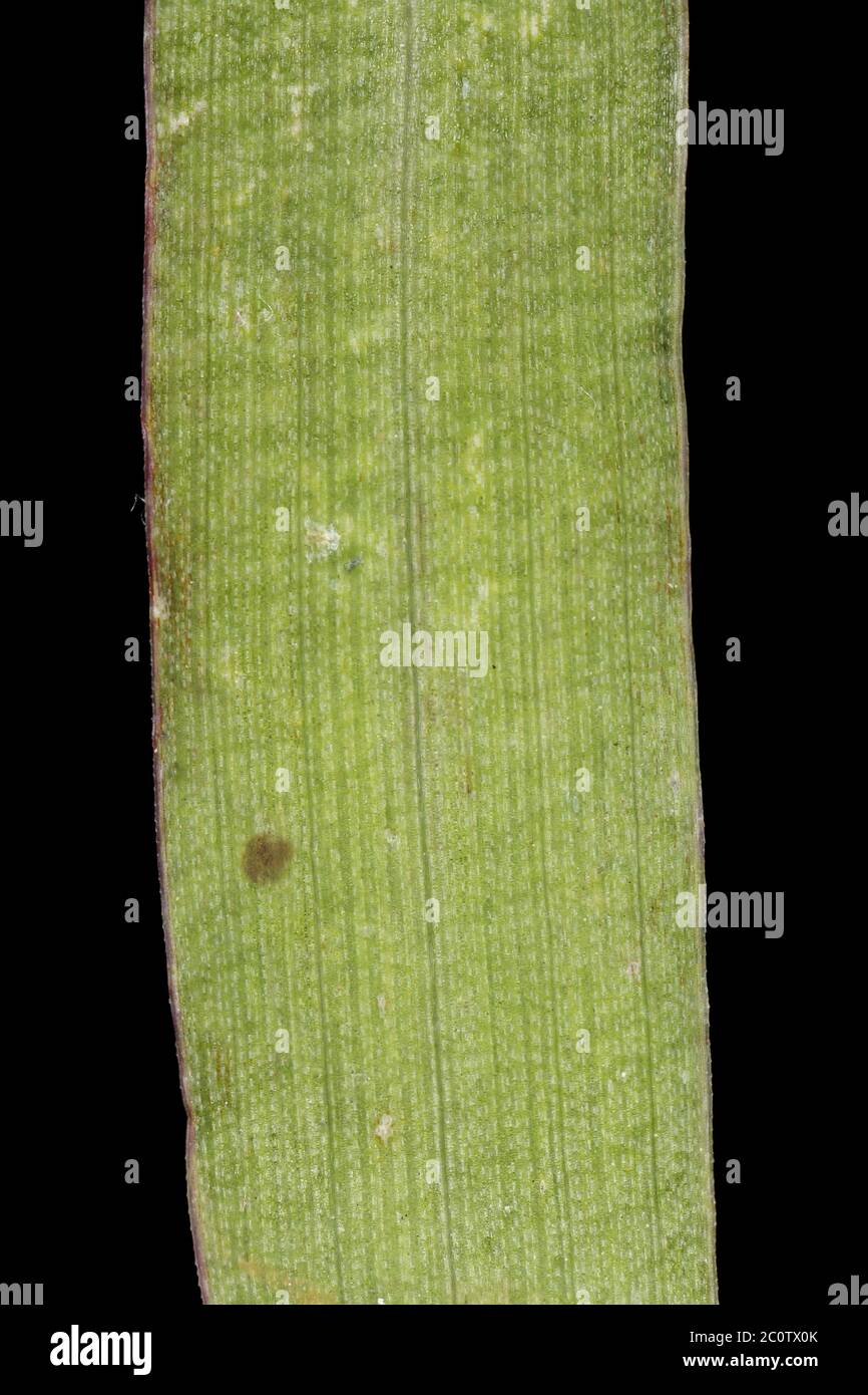 Smooth Finger Grass (Digitaria ischaemum). Leaf Detail Closeup Stock Photo