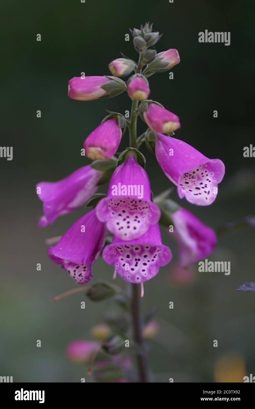 Source of digoxin hi-res stock photography and images - Alamy