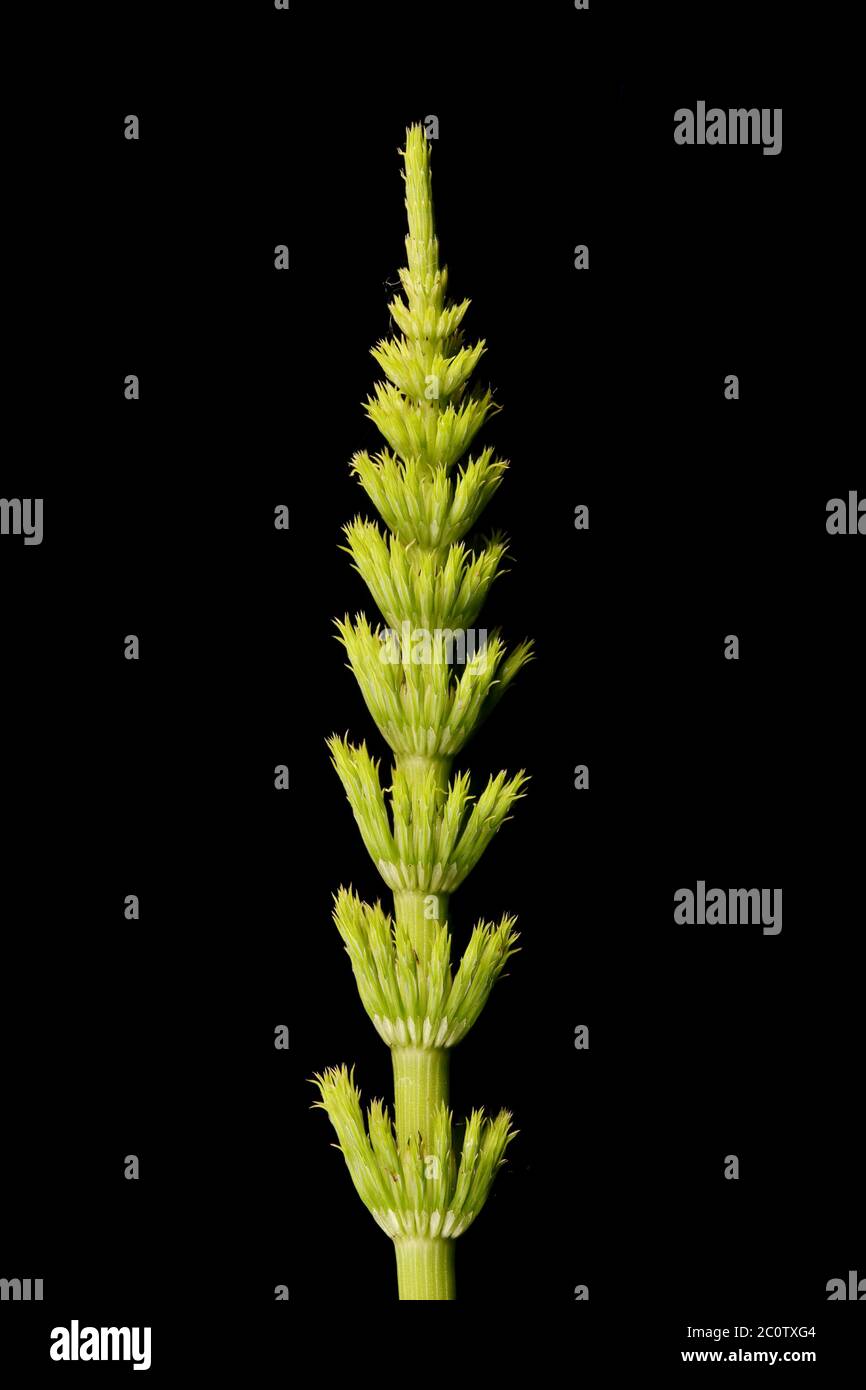 Field Horsetail (Equisetum arvense). Vegetative Shoot Closeup Stock