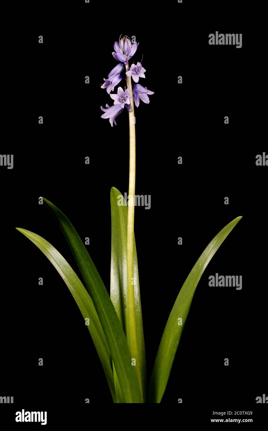 Hybrid Bluebell (Hyacinthoides x massartiana). Habit Stock Photo