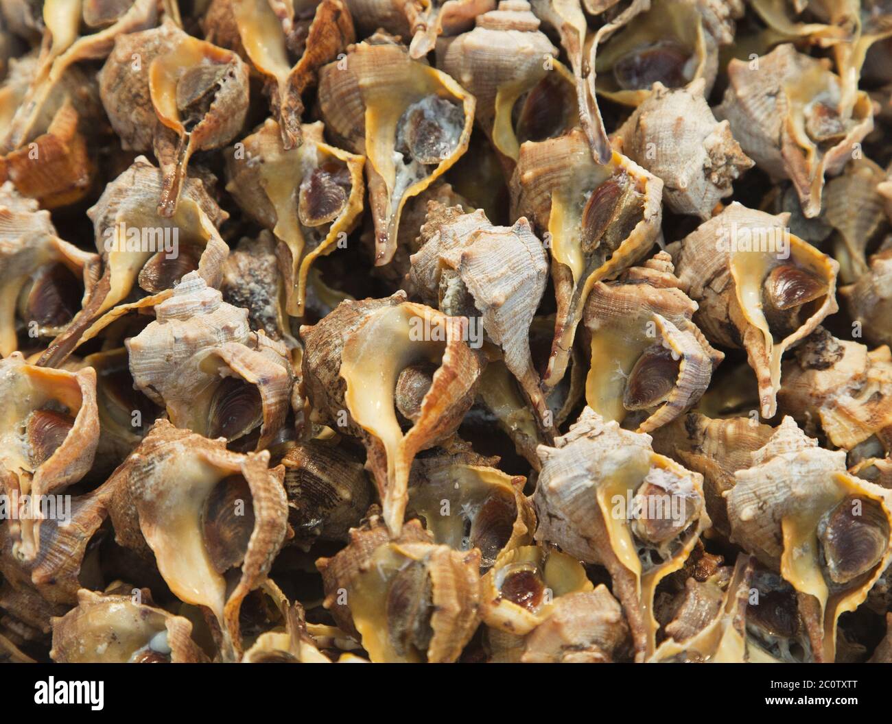 Fresh clam closeup in an openair market Stock Photo Alamy
