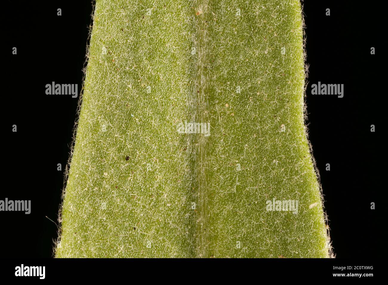 Night-Scented Stock (Matthiola longipetala). Leaf Detail Closeup Stock Photo