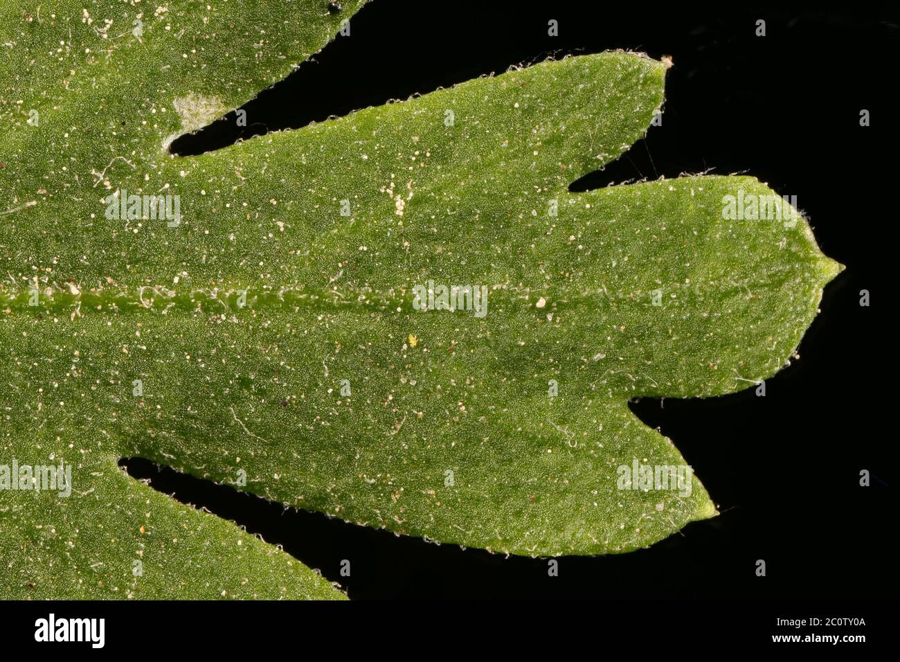 Feverfew (Tanacetum parthenium). Leaf Detail Closeup Stock Photo