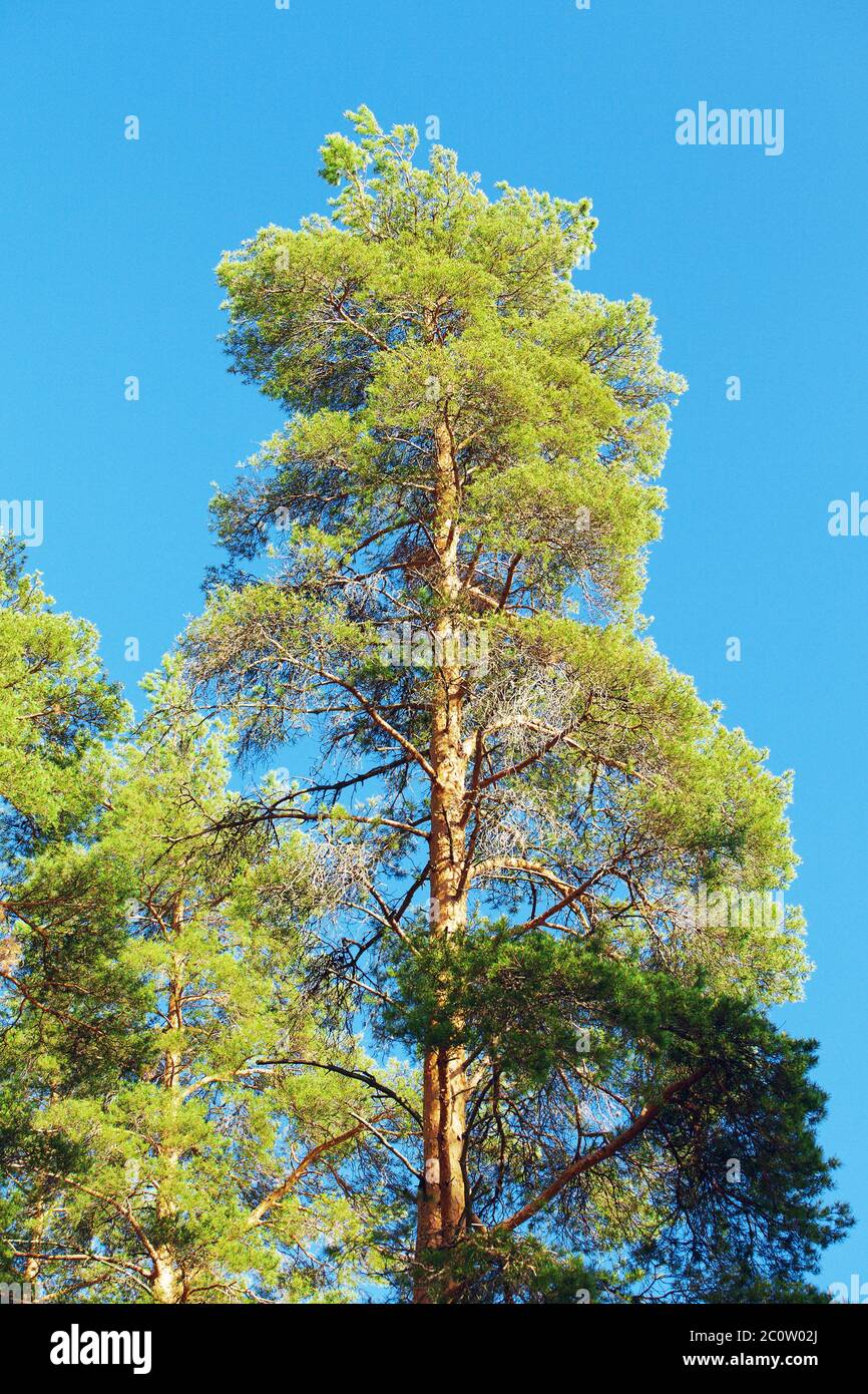 Beautiful Pine Tree Stock Photo - Alamy