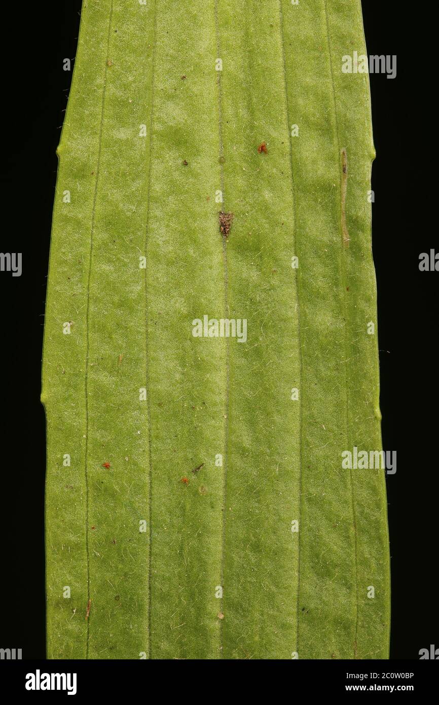 Ribwort Plantain (Plantago lanceolata). Leaf Detail Closeup Stock Photo