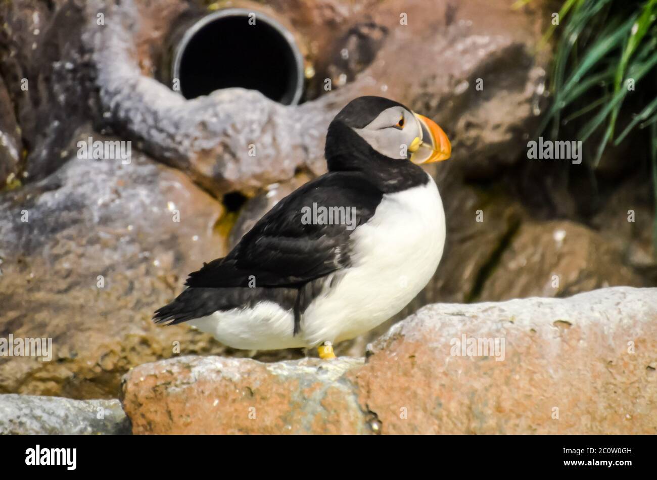 Black and White Penguin Stock Photo