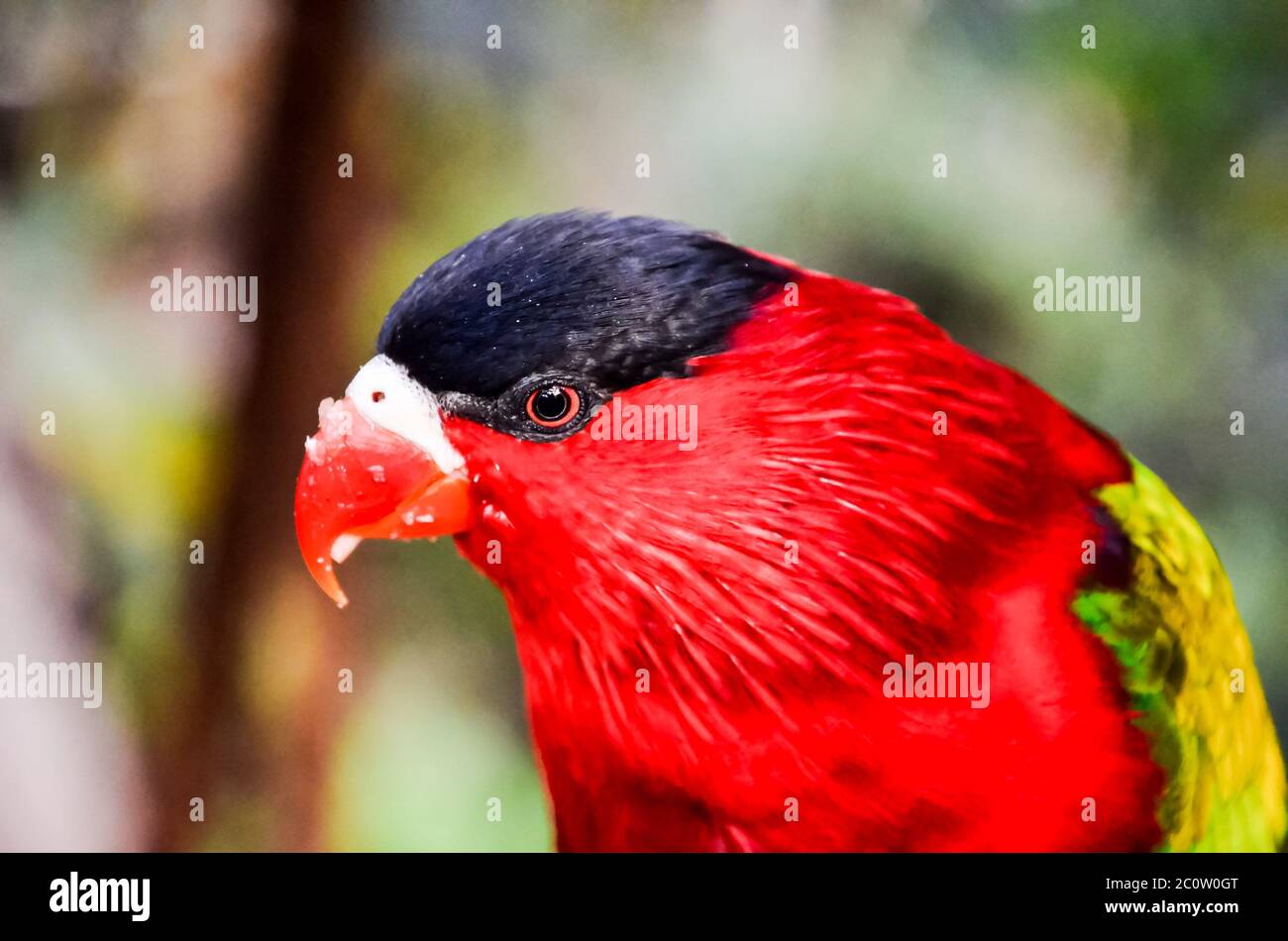 Parrot Tropical Bird Stock Photo - Alamy