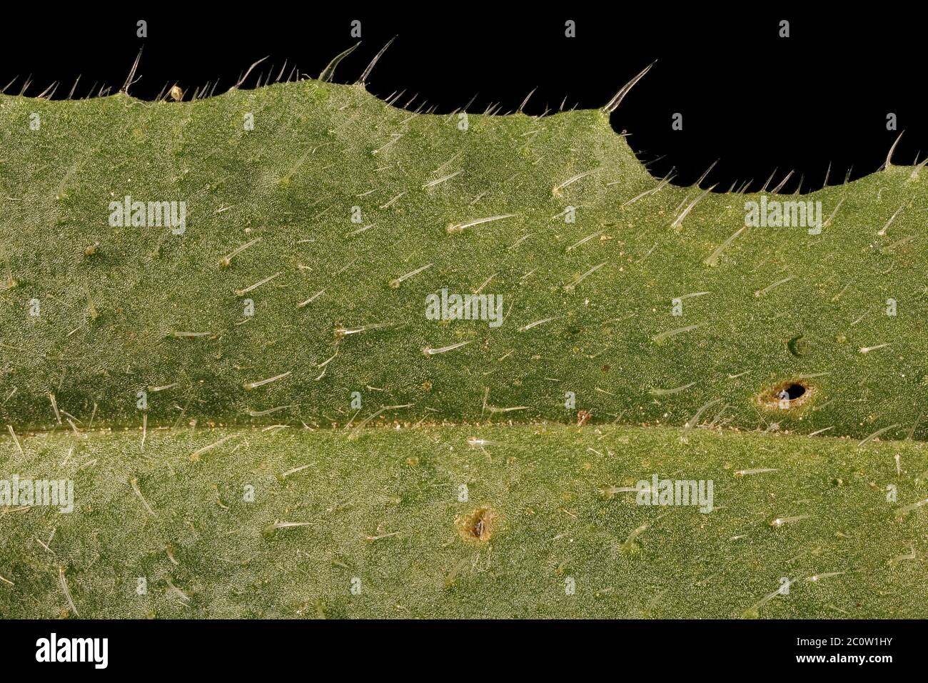Annual Bugloss (Lycopsis arvensis). Leaf Detail Closeup Stock Photo