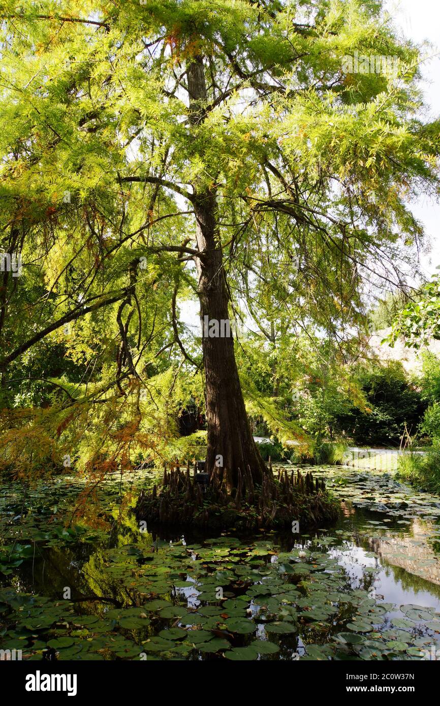 Genuine Swamp Cypress (Taxodium distichum) Stock Photo