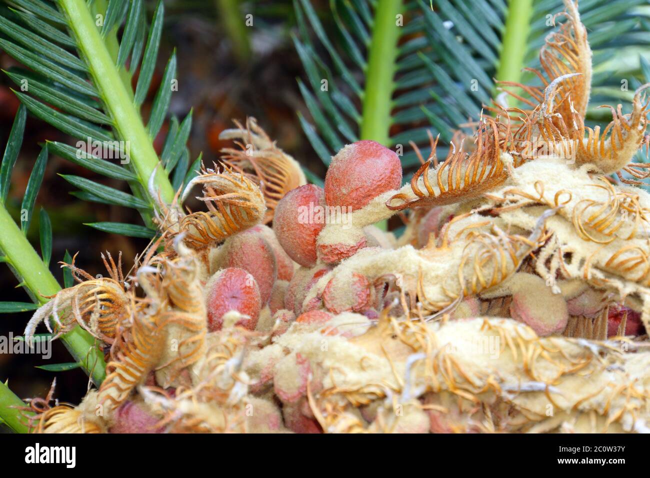 Japanese sagopalm fern or Japanese palm fern (Cycas revoluta) Stock Photo