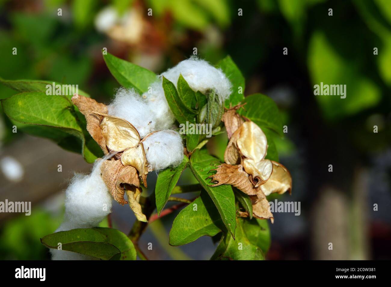 Cotton (Gossypium arboreum) Stock Photo