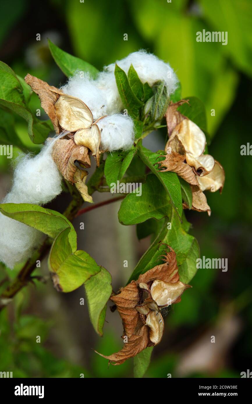 Cotton (Gossypium arboreum) Stock Photo