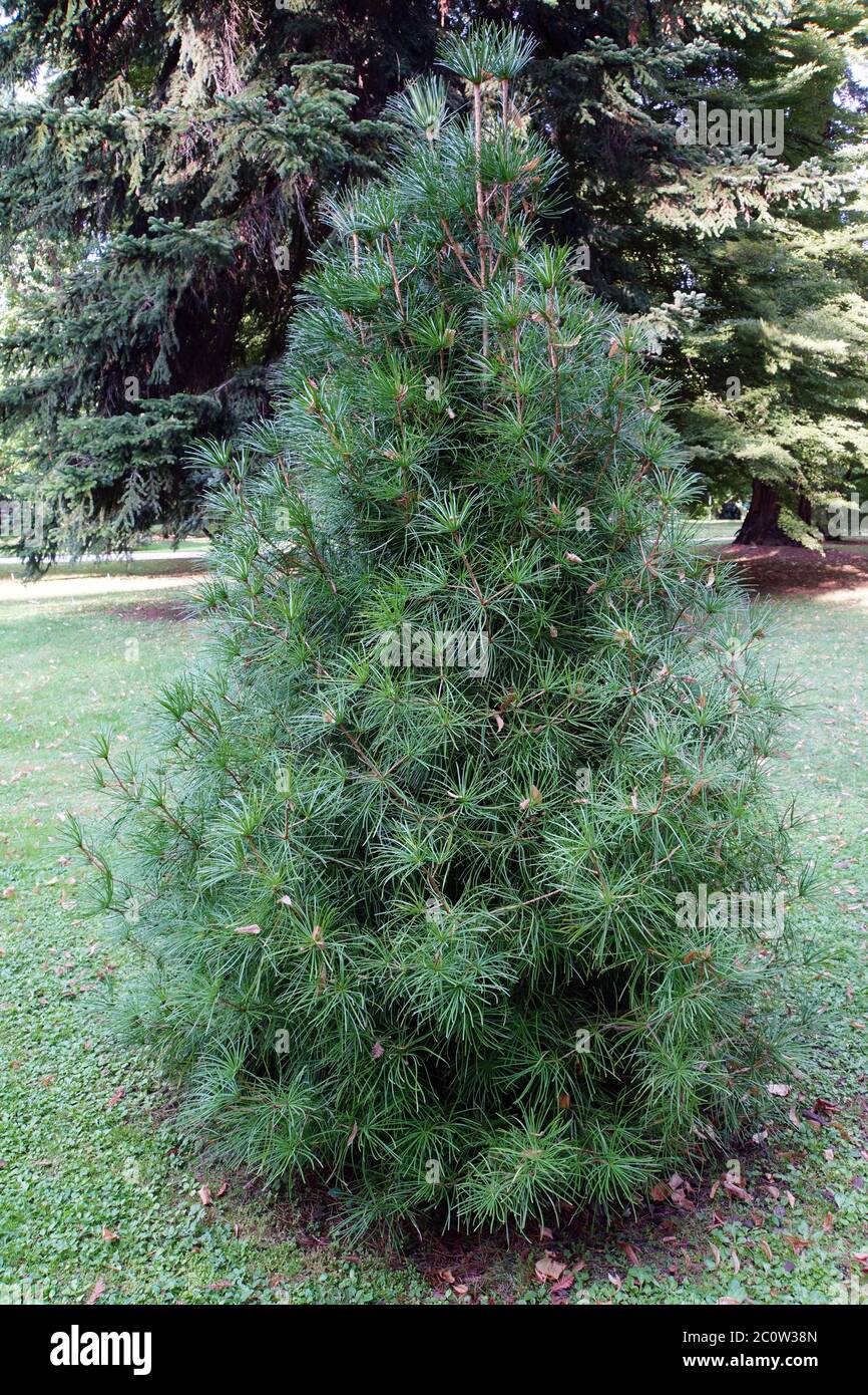 Umbrella fir (Sciadopitys verticillata) Stock Photo