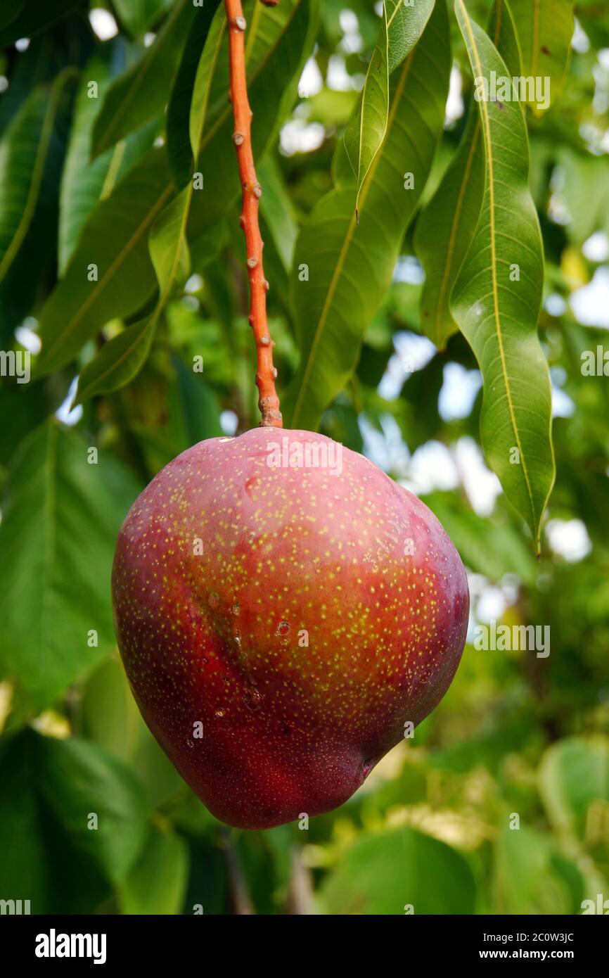 Mango (Mangifera indica) , hanging on the tree Stock Photo Alamy