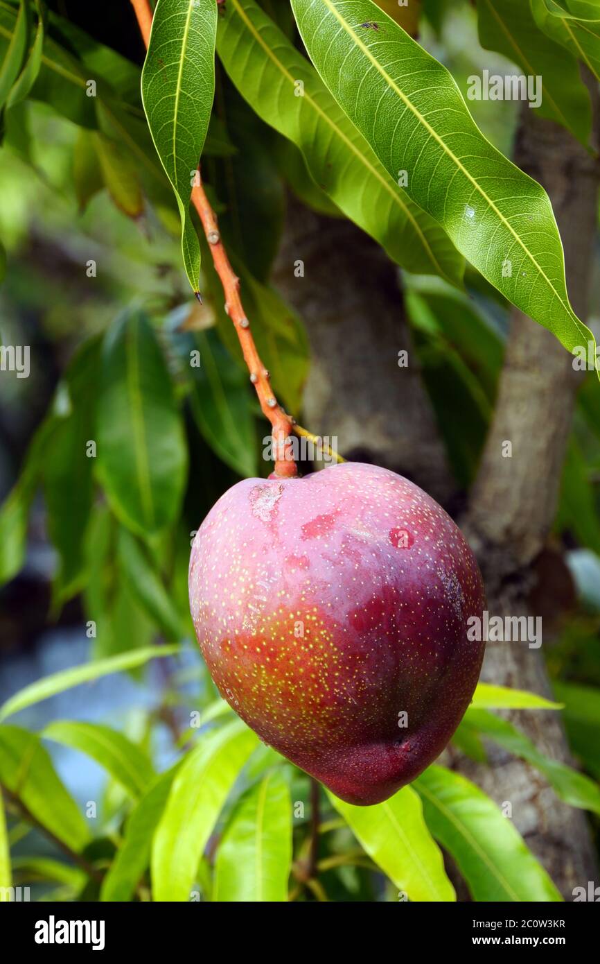 Mango (Mangifera indica) , hanging on the tree Stock Photo Alamy