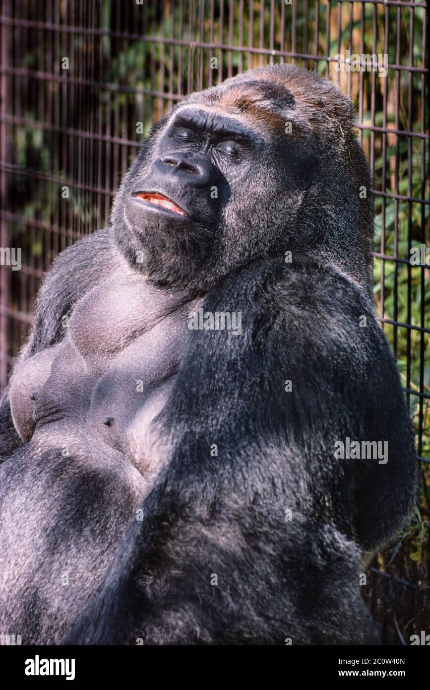 Guy the Gorilla - Wikipedia