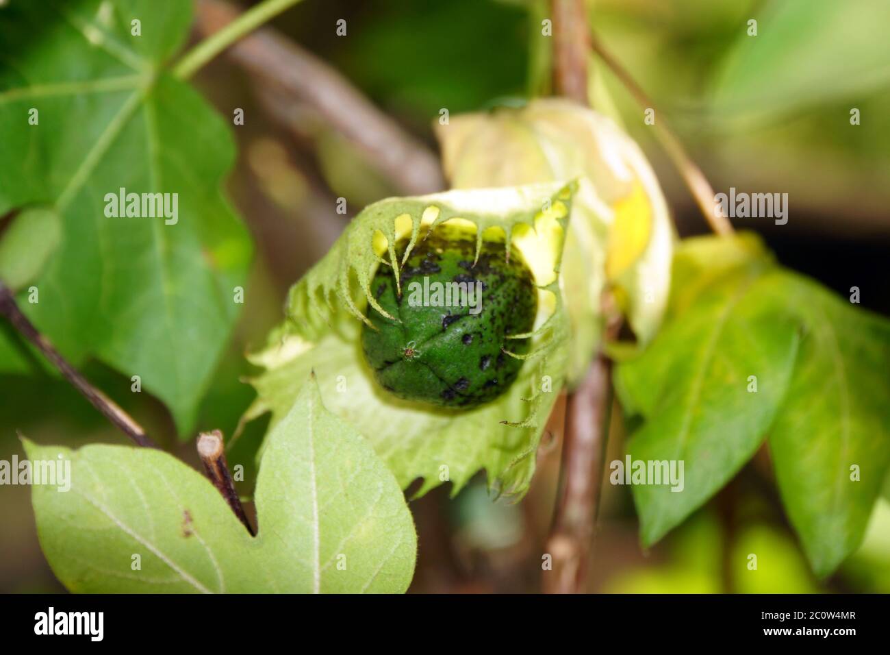 Unripe fruit of cotton (Gossypium arboreum) Stock Photo