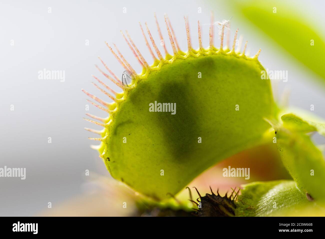 venus  flytrap (dionaea muscipula) in a vase in the summer sunshine with a captured fly Stock Photo