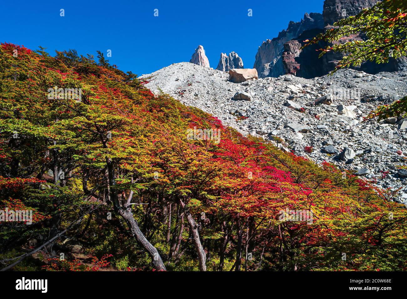 Torres del Paine National Park, its forests and summits at golden Autumn and blue sky, Patagonia, Chile, sunny day Stock Photo