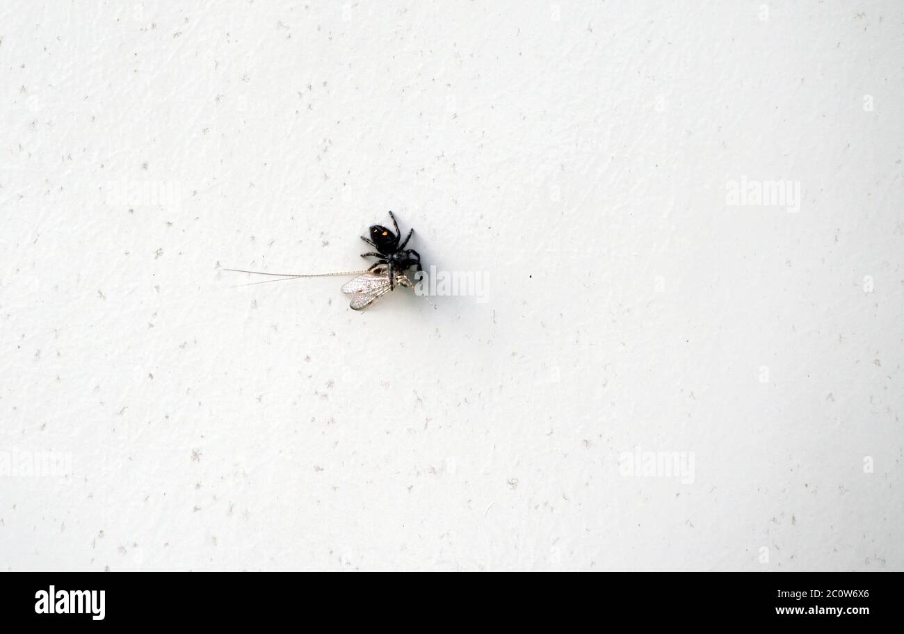 The small black jumping spider contrasts nicely against the bright white backdrop. The spider just recently captured its lunch. Bokeh. Stock Photo