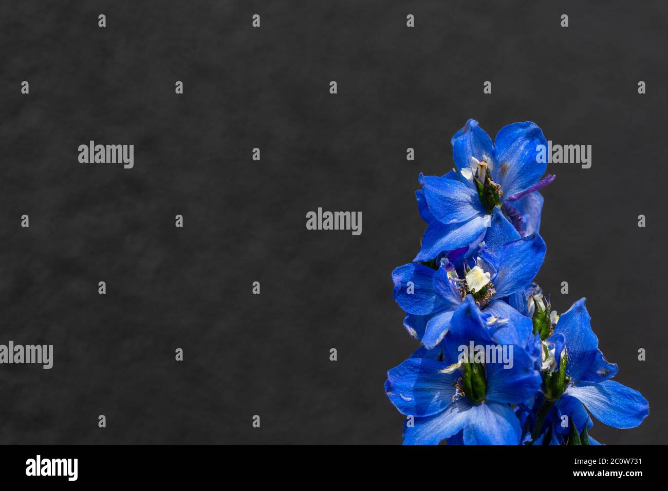 blossoms of a delphinium elatum flower in sunshine Stock Photo - Alamy