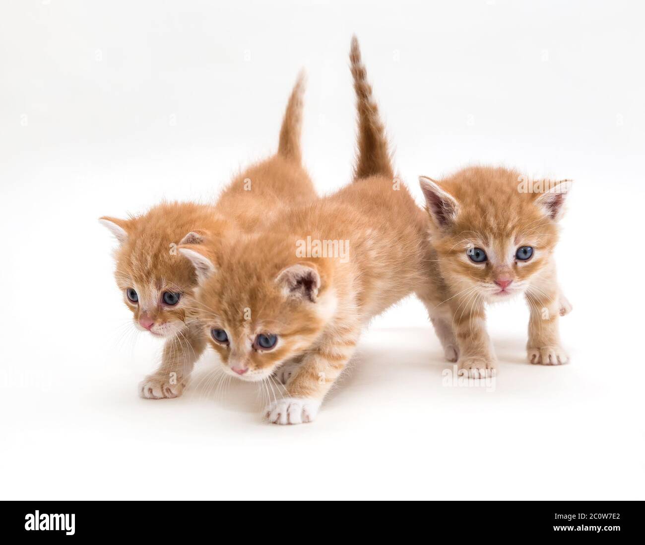 Three ginger kitten Stock Photo