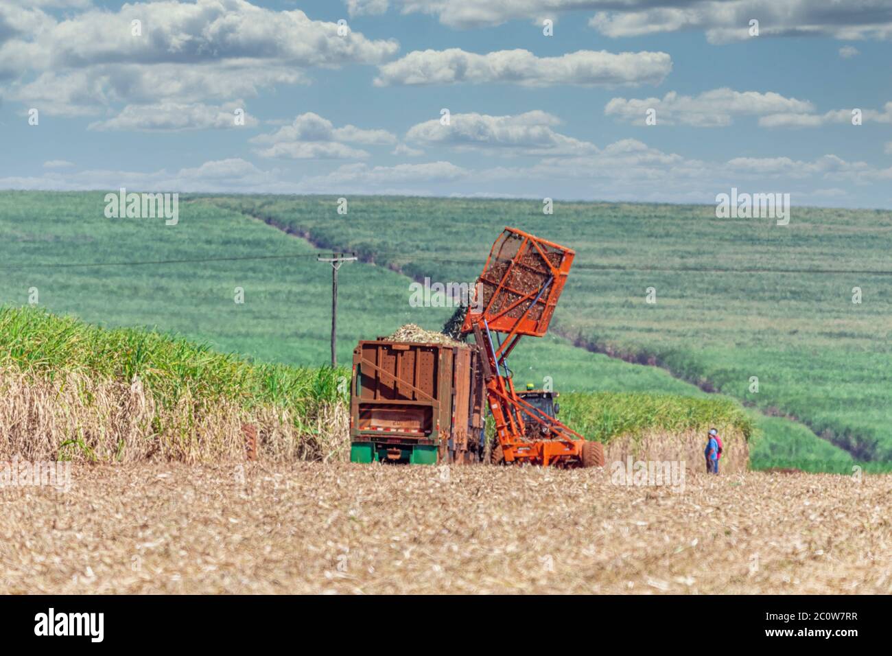 Machine Harvesting Sugar Cane Plantation Stock Photo Alamy