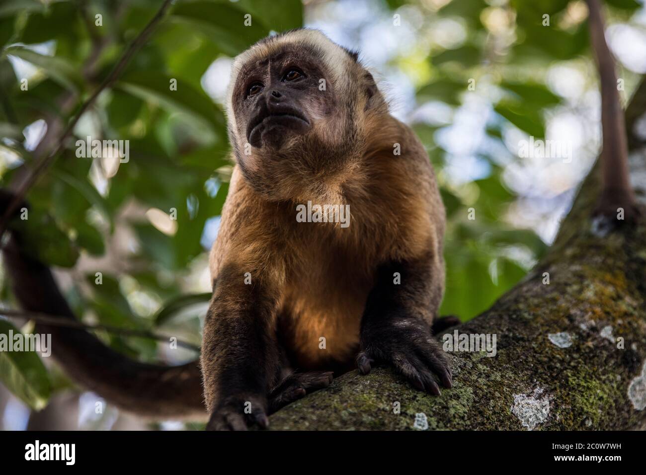 monkey on a tree in the forest Stock Photo