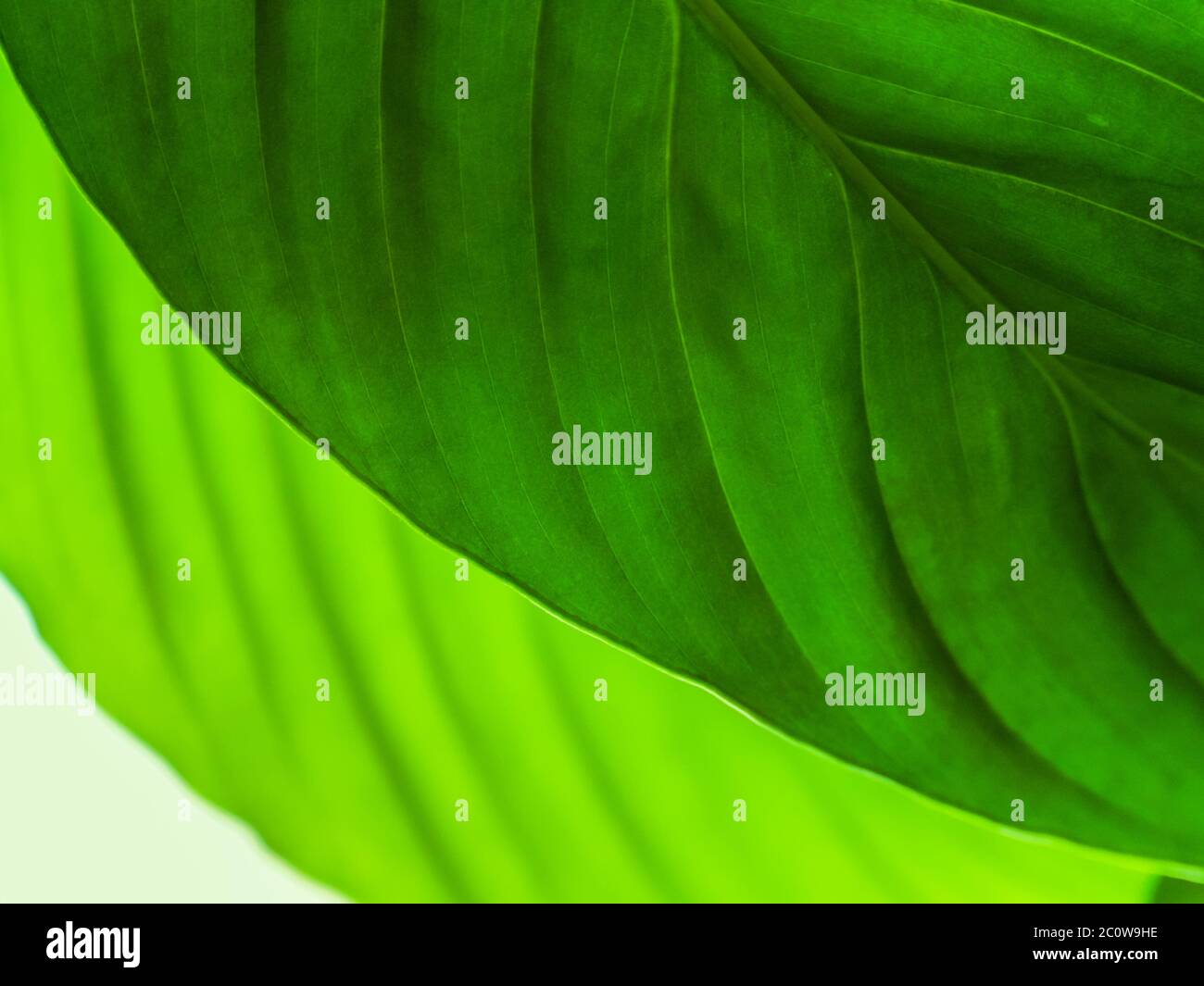 Texture leaf green close up hi-res stock photography and images - Alamy