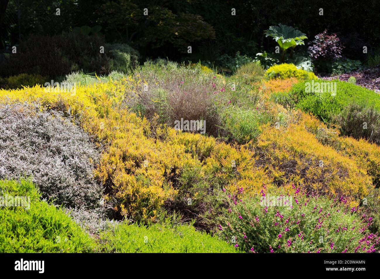 A heather bed in a garden. Stock Photo