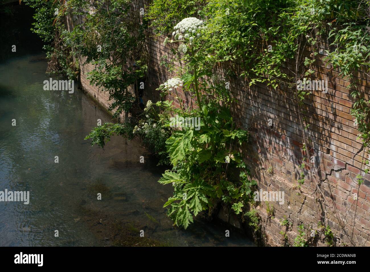 River Stour at Stourbridge. West Midlands. Black Country. UK Stock