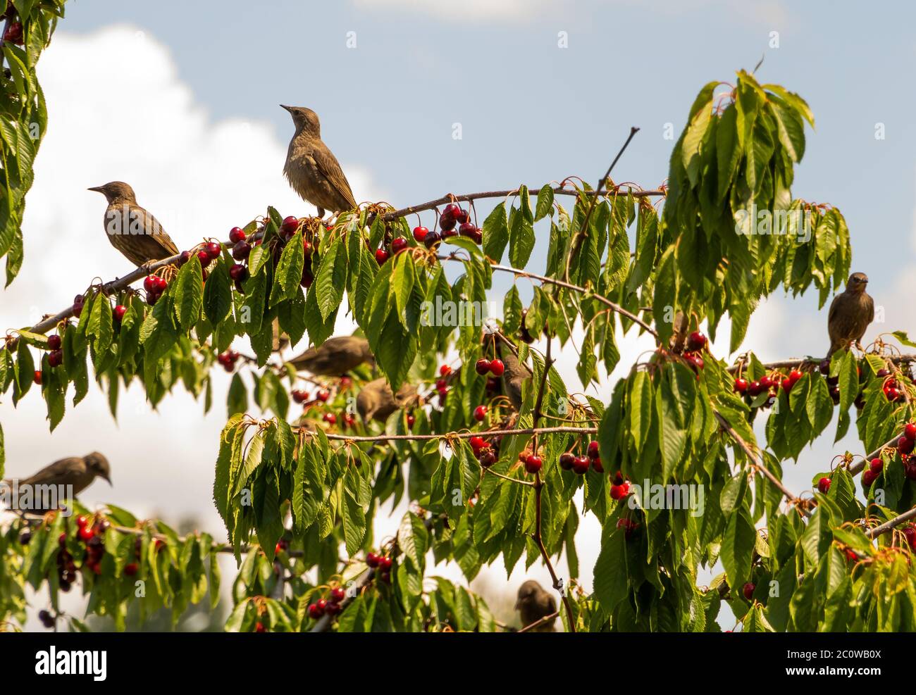 Starlings stitting on a cherry tree branch Stock Photo