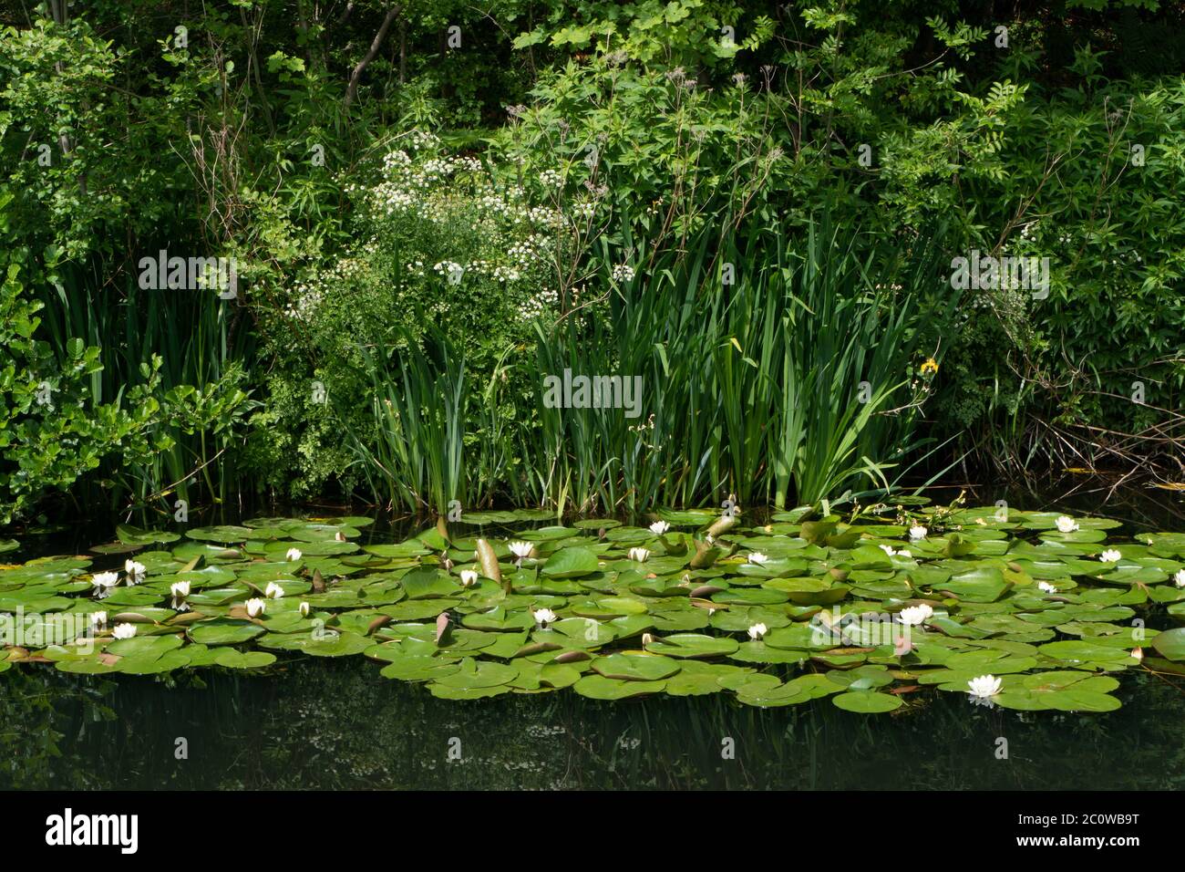 Lillies growing in the Stourbridge Canal near the Bonded Warehouse during the Coronavirus Lockdown. June 2020. West Midlands. UK Stock Photo