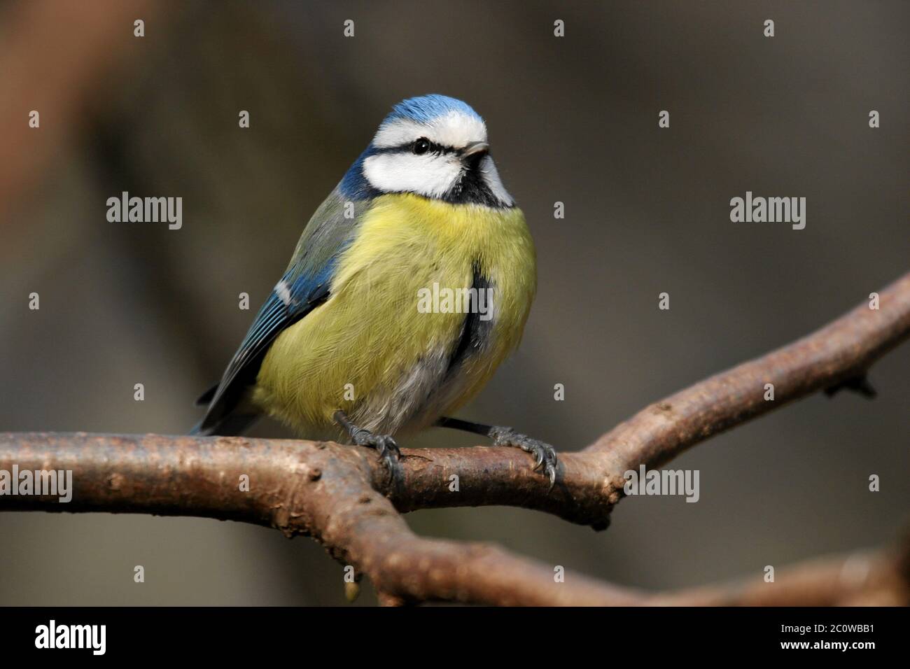 bird,birds,titmouse,singing-bird,blue tit,bobolinks,titmice,great tit Stock Photo