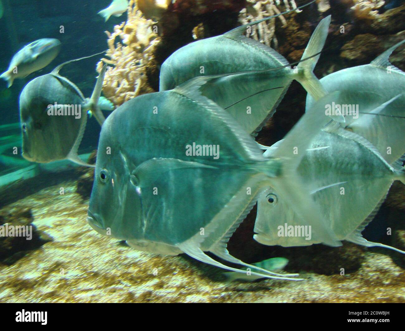 aquarium fish salt water water sea water sea ocean selene vomer selene vomer Stock Photo