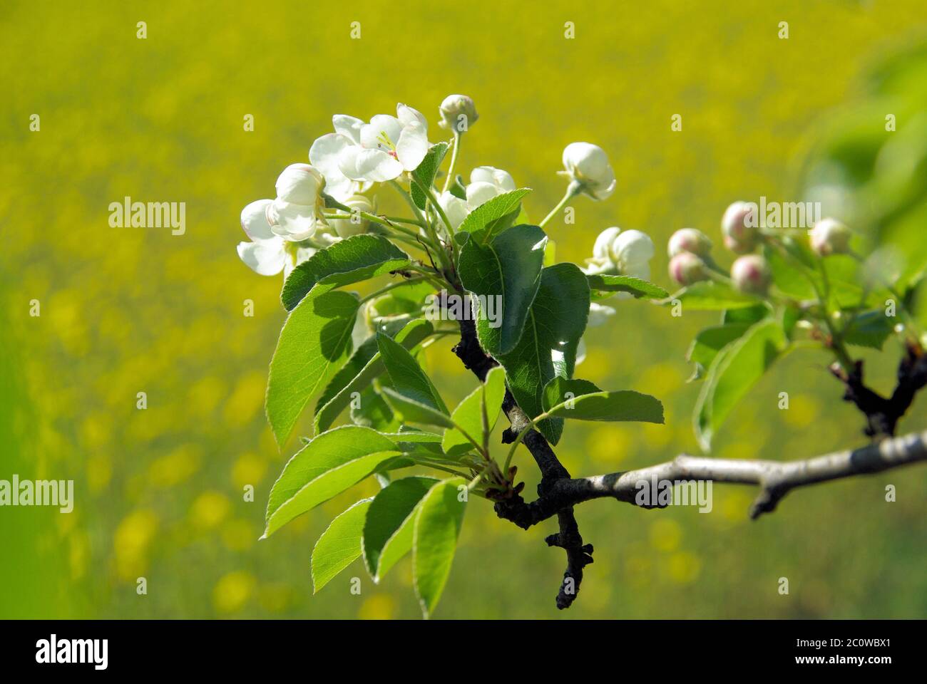 birnbaumblte - flowering of pear tree 32 Stock Photo