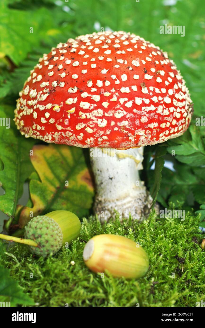 dots moss fly agaric mushrooms mushroom fungus toadstool red toxic poisonous Stock Photo