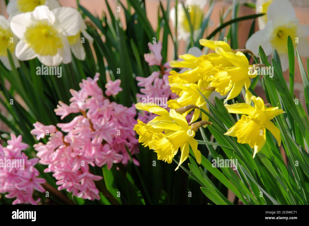 flower plant daffodil hyacinth narcissus pink garden green bloom blossom Stock Photo