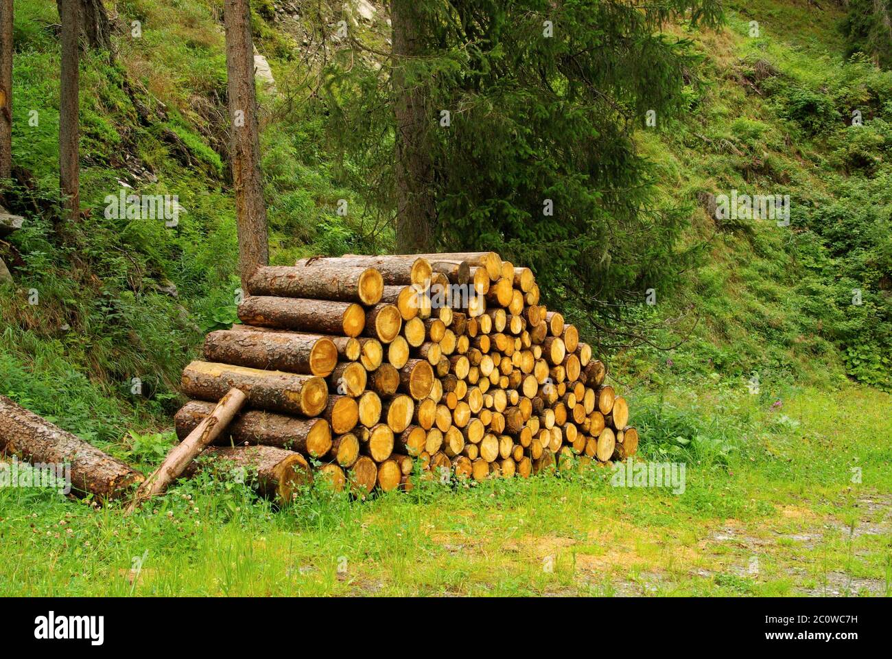 wood trunk stack tree wood trunk pine field energy power electricity electric Stock Photo