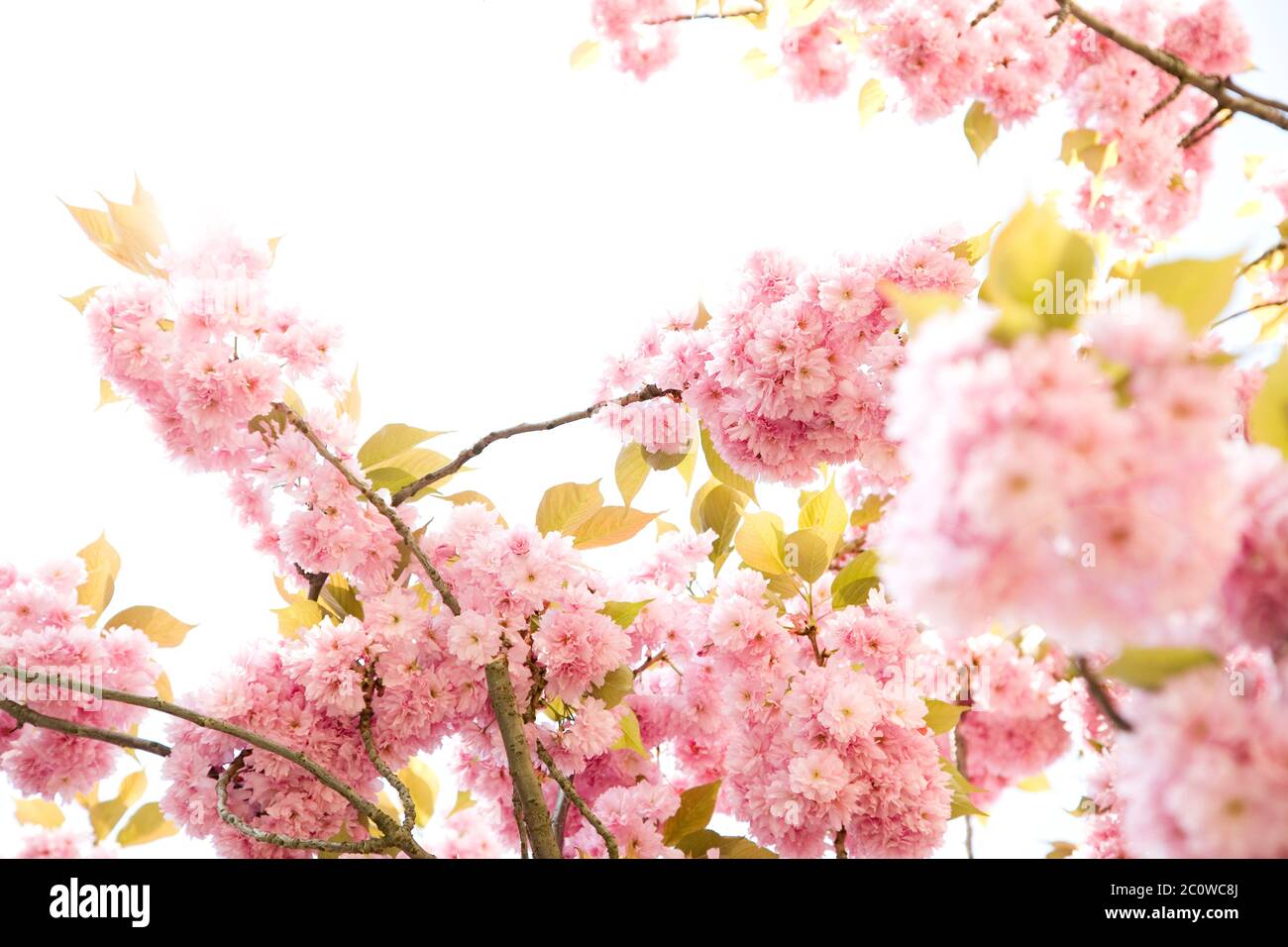 bloom blossom flourish flourishing blossoms spring petals cherry blossom Stock Photo