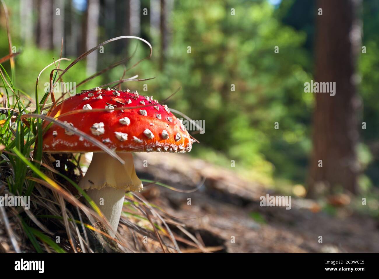 fly agaric toadstool red forest toxic poisonous macro close-up macro admission Stock Photo