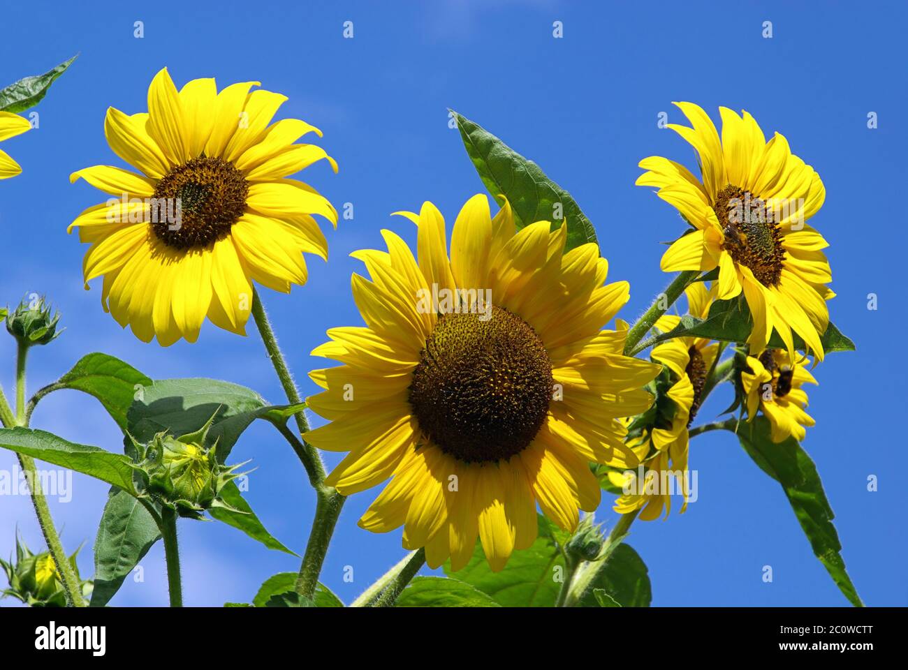 sunflowers - sunflowers 27 Stock Photo
